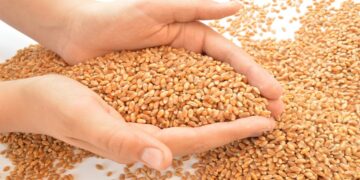 Government has set a target of purchasing wheat for FY2025-26, know and which crop will be purchased - India tv hindi