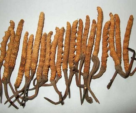 Insect -like 'worm herbs' for many diseases, the same, the price will be shocked!
