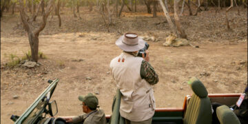 Lion -chest will be seen roaming in Gir National Park, enjoy jungle safari - India tv hindi