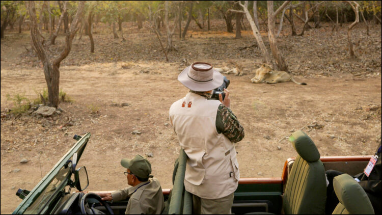 Lion -chest will be seen roaming in Gir National Park, enjoy jungle safari - India tv hindi