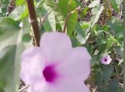 बेहया के पौधे के कई फायदे, शोध में मिले चौंकाने वाले स्वास्थ्य लाभ