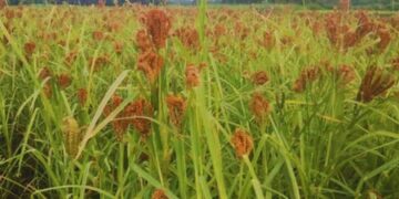 अति गुणकारी है मरुआ के पत्ते, जानें इसके चमत्कारी फायदे