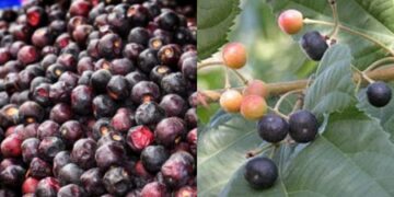 Mine of qualities 'Phalsa', which is in the summer season, cuts many diseases