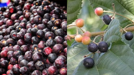 Mine of qualities 'Phalsa', which is in the summer season, cuts many diseases