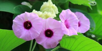 Miraculous medicine is vast, effective in many diseases