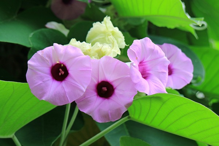 Miraculous medicine is vast, effective in many diseases