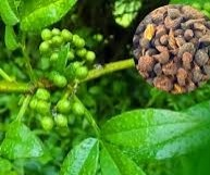 इंसानों के लिए प्रकृति का भेजा खास तोहफा है तेजबल, नख से श‍िख तक को कर देता है नया