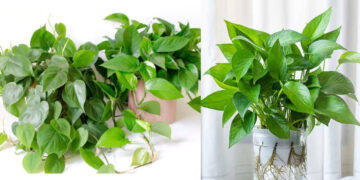 New leaves will start coming out in the money plant, put this thing in the root to make green - India tv hindi