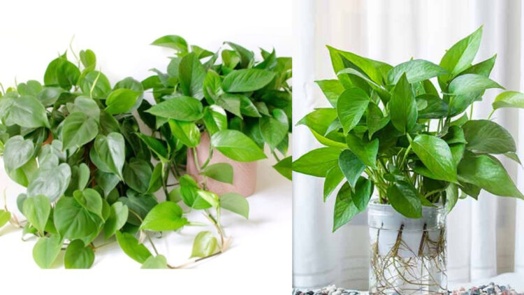 New leaves will start coming out in the money plant, put this thing in the root to make green - India tv hindi
