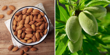 Now you can grow almond plant even in small pots of the house, learn easy trick here
