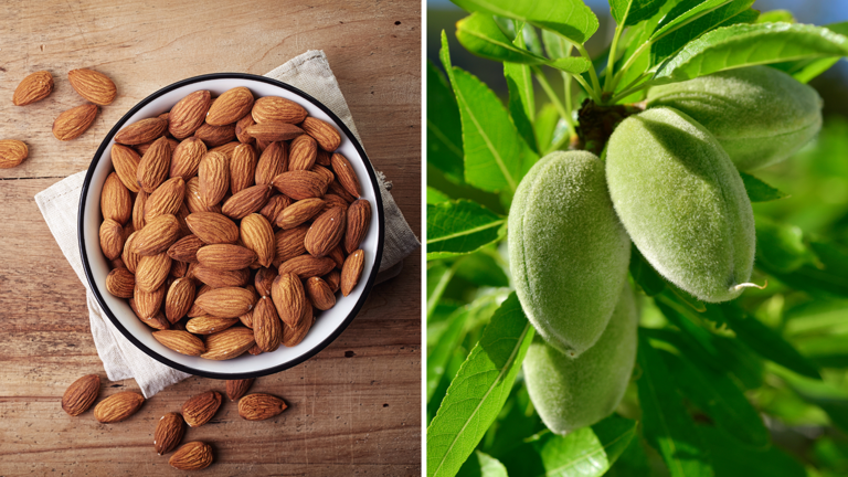 Now you can grow almond plant even in small pots of the house, learn easy trick here