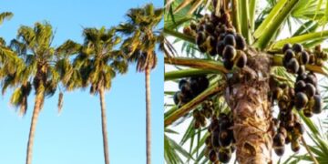 Palm leaves and bark contain medicinal properties, relieves many diseases