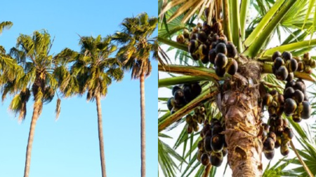 Palm leaves and bark contain medicinal properties, relieves many diseases