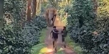 The elephant ran in such speed that the forest workers got stuck, the breath is of panic video - India tv hindi