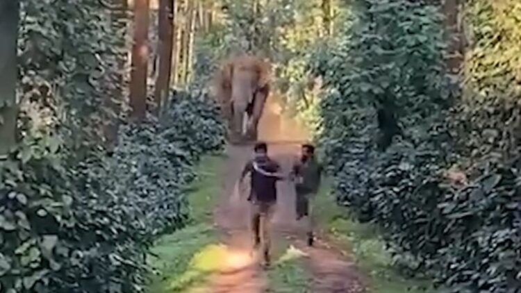 The elephant ran in such speed that the forest workers got stuck, the breath is of panic video - India tv hindi