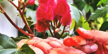 मांग में सजते सिंदूर का भी होता है पौधा, बीज से सौंदर्य प्रसाधन तक का सफर दिलचस्प