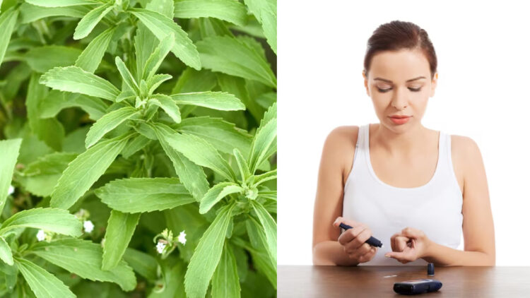 These leaves down the sugar within 1 hour, diabetes patients can apply at home - India tv hindi