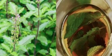 इम्यूनिटी को मजबूत करने के लिए करें तुलसी के काढ़े का इस्तेमाल, संक्रमण से बचाव में भी है मददगार