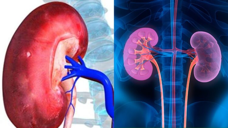 Why does the kidney start getting damaged? Make distance from these things today to stay healthy - India tv hindi