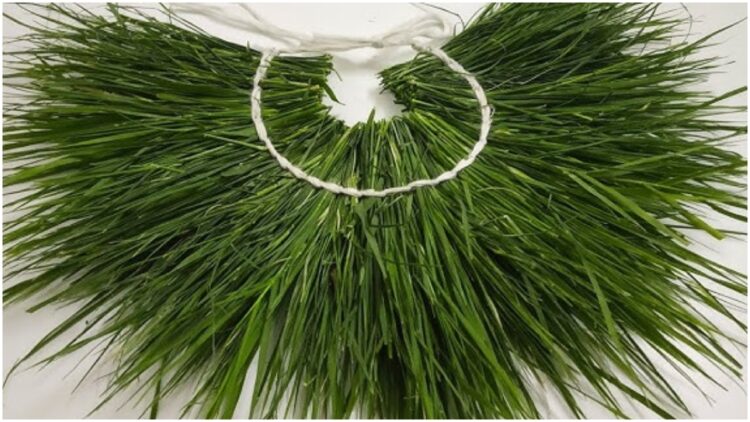According to Ayurveda, boon for health, Durva grass, many problems will go away - India tv hindi