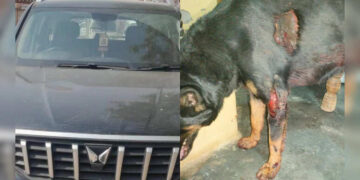 After all, who crossed all the limits of humanity with unruly? The neighbor barks on the child in the car ...