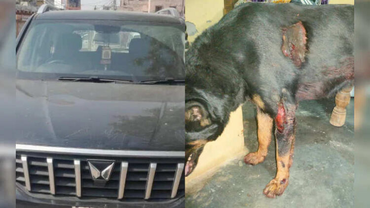 After all, who crossed all the limits of humanity with unruly? The neighbor barks on the child in the car ...