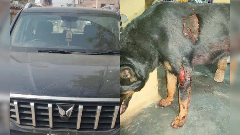 After all, who crossed all the limits of humanity with unruly? The neighbor barks on the child in the car ...