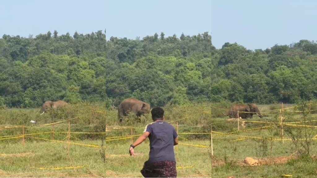 Angry elephant terror, attacked the person and attacked, people fell in panic after watching video - India tv hindi