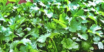 Blessing for health is wonderful in enhancing taste, countless benefits of coriander