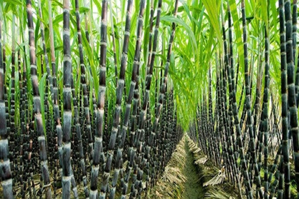 Central government increased FRP by Rs 355 per quintal on sugarcane, 5 crore farmers will get benefit