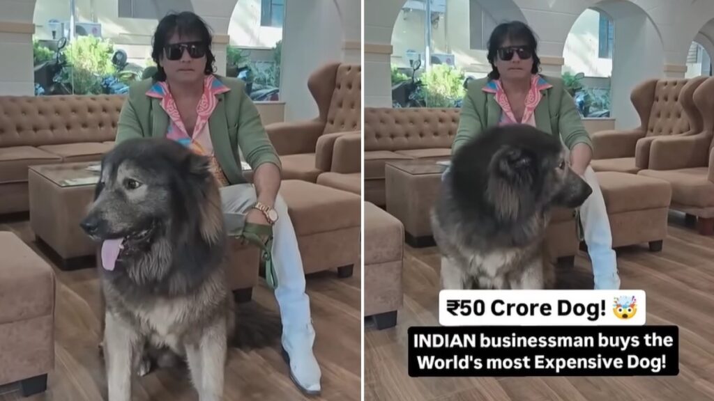 Claims to buy a dog for Rs 50 crore, ED reached home, know what happened then - India tv hindi