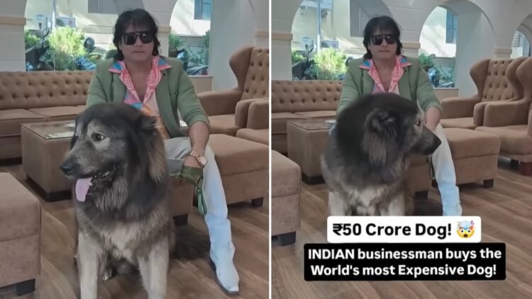 Claims to buy a dog for Rs 50 crore, ED reached home, know what happened then - India tv hindi