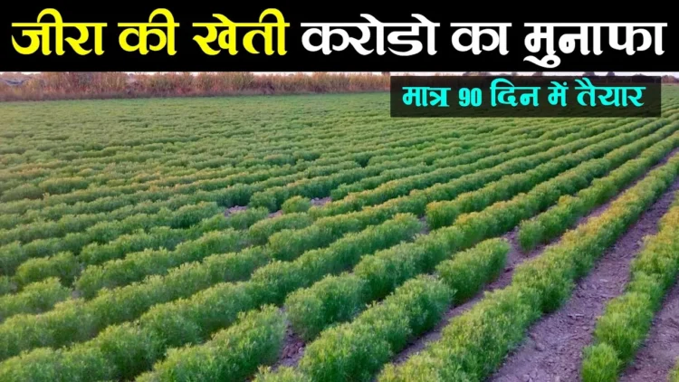 Cumin is the king of earning, be made of its cultivation, take off the magic and look notes in the field - Betul Samachar