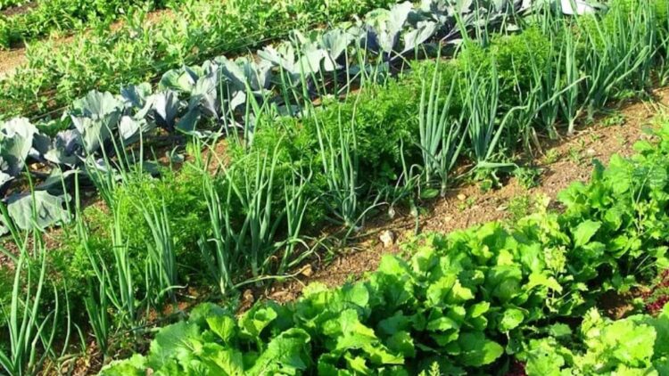 Do these crops cultivated in April, will earn a lot in short time - Betul Samachar