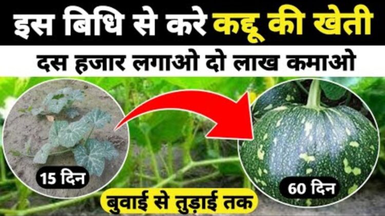 Farmers will be silver in summer, do this beneficial farming, Rola will freeze - Betul Samachar