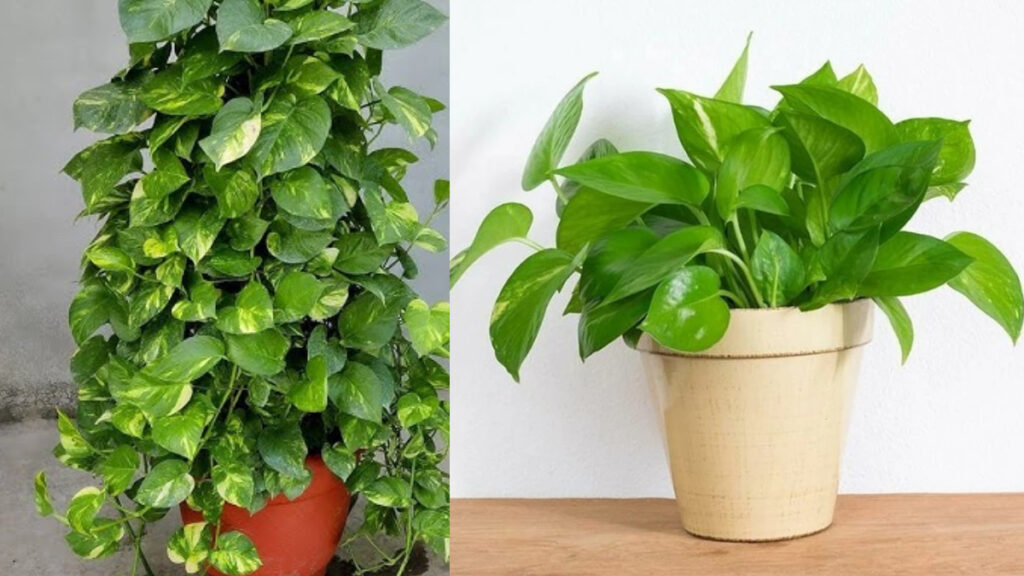 Follow this easy way to make money plant green in summer - India tv hindi