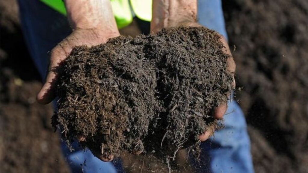 Leave chemical fertilizer, use organic manure, gold will rain in the field, take advantage of life - Betul Samachar