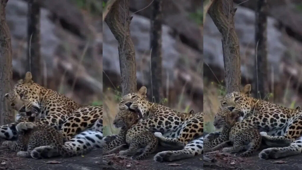 Leopard playing with your cubs, must watch this video of Pench Tiger Reserve