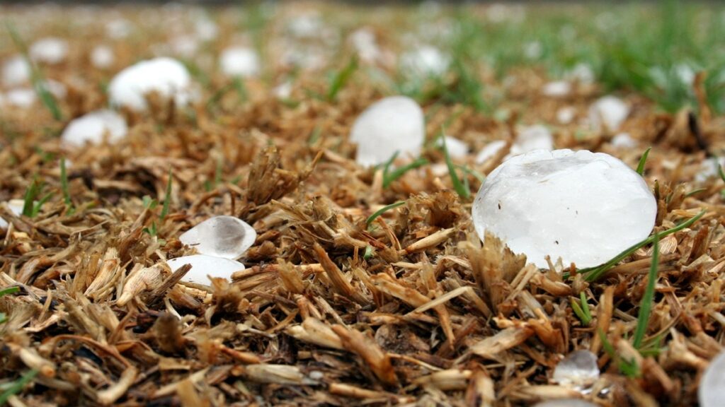 Order of immediate survey of crops damaged by hailstorm in Uttar Pradesh - India tv hindi