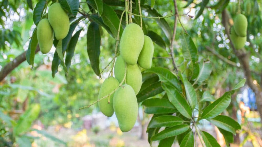 Plant mango tree without farm, get sweet fruits and cold shade, easy tips - Betul Samachar