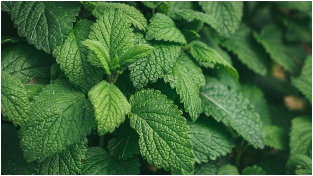 Plant mint plant in summer, take care like this, leaves will remain fresh without drought - India tv hindi