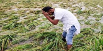 Relief to farmers, rain, hailstorm and arson crop wasted crop, government will give seed fertilizer and compensation - Betul Samachar