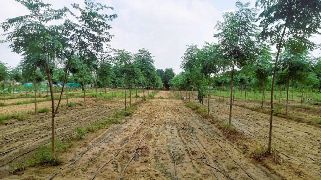 Take this special tree cultivation on the field, will make a tremendous means of earning - Betul Samachar