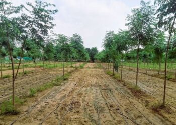 Take this special tree cultivation on the field, will make a tremendous means of earning - Betul Samachar