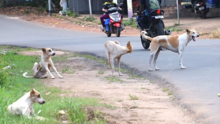 Terror of stray dogs is not stopping, now 18 -month -old girl was scratched and killed - India tv hindi