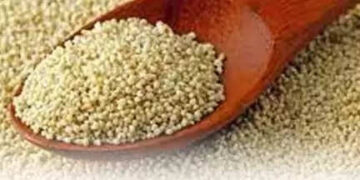 The treasure of nutrients made of poppy poppy! Consumption will remove many problems