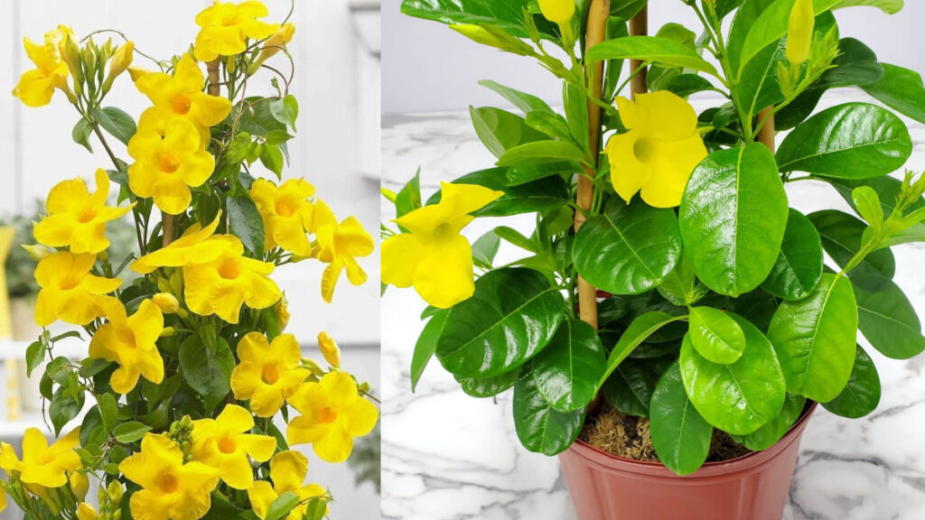 This bell looks beautiful than money plant, apply it in the balcony in summer - India tv hindi