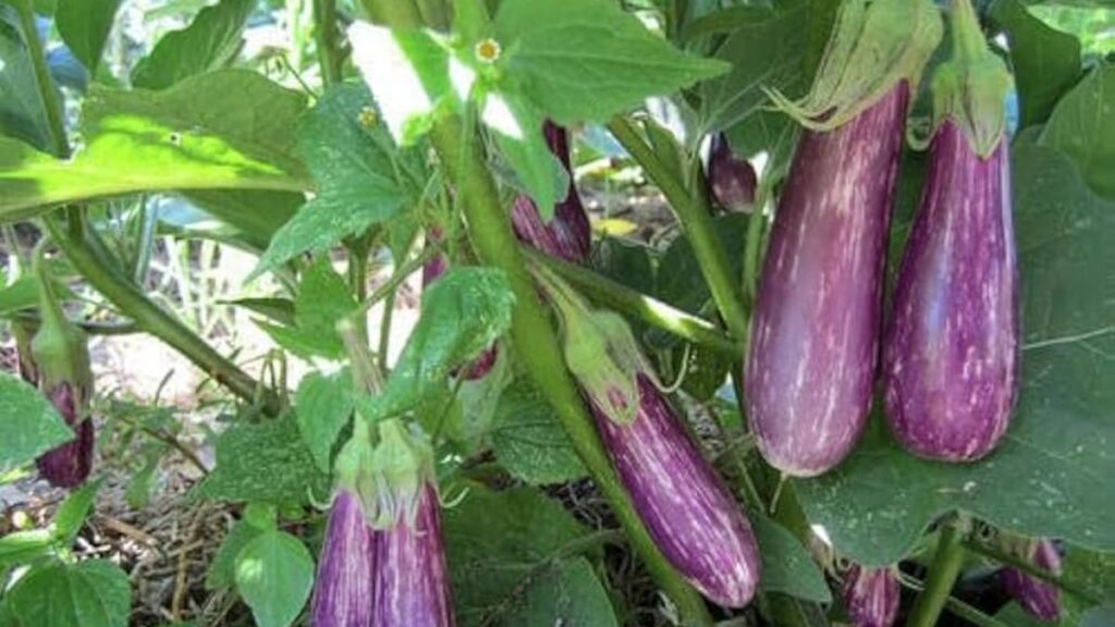 This variety of brinjal is the king of less water in summer, will make it rich in 40 days - Betul Samachar