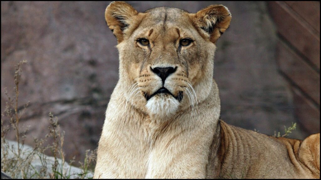 Truck driver jailed for crushing lioness, bail application rejected - India tv hindi