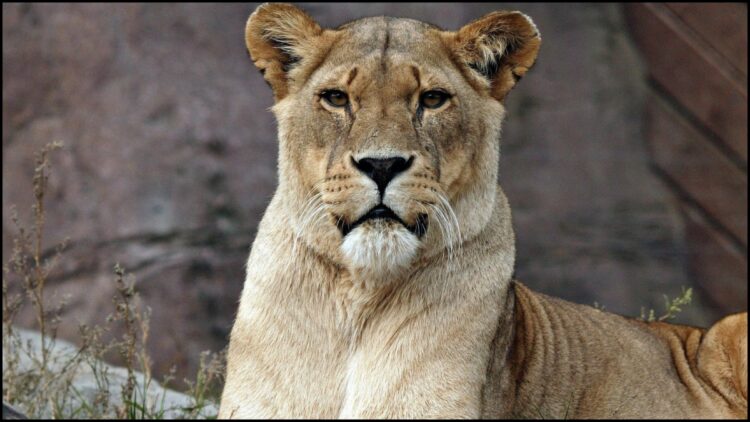 Truck driver jailed for crushing lioness, bail application rejected - India tv hindi